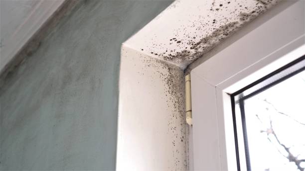 Mold Testing and Removal in Latrobe, PA