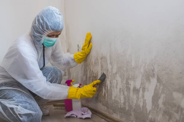 Best Professional Mold Removal  in Latrobe, PA