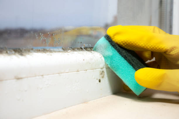 Best Fast Mold Removal  in Latrobe, PA