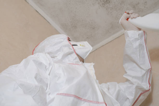 Professional Mold Removal in Latrobe, PA