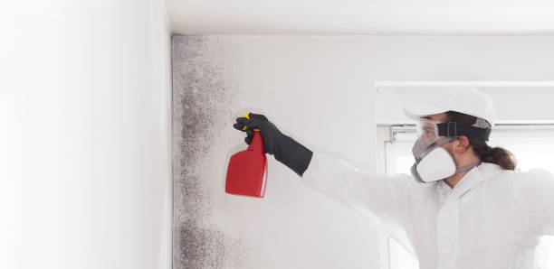 Best Office Mold Removal Services  in Latrobe, PA