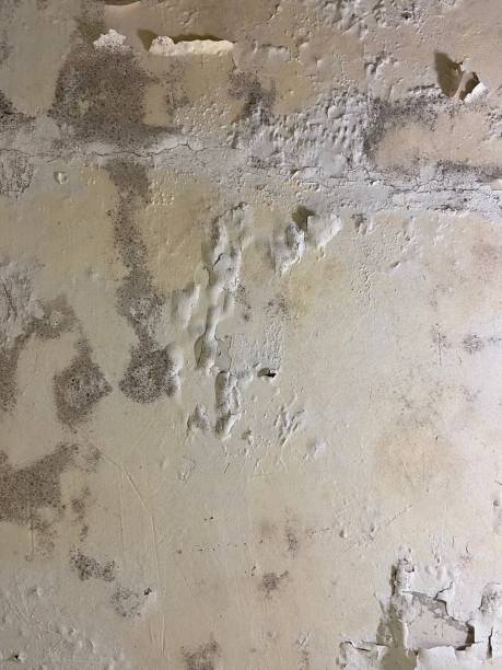 Best Mold Testing and Removal  in Latrobe, PA