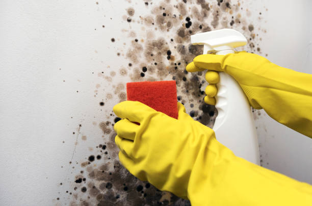 Best Commercial Mold Removal  in Latrobe, PA