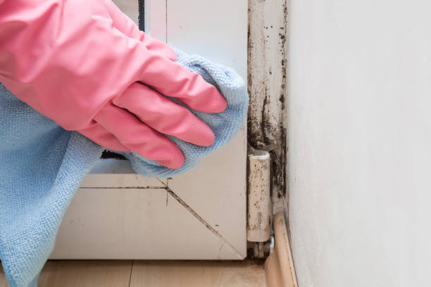 Best Emergency Mold Removal  in Latrobe, PA
