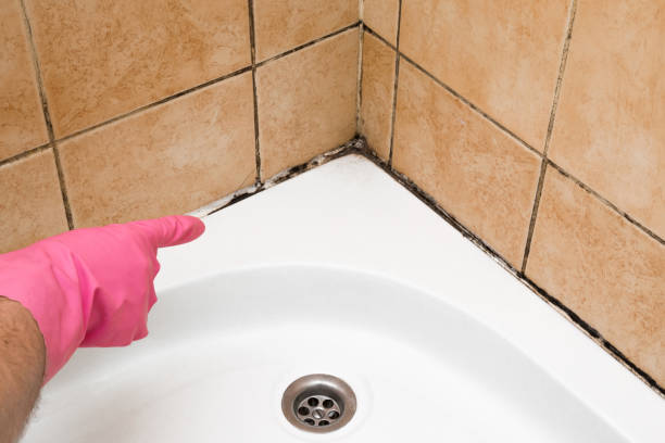 Best Best Mold Removal Companies  in Latrobe, PA